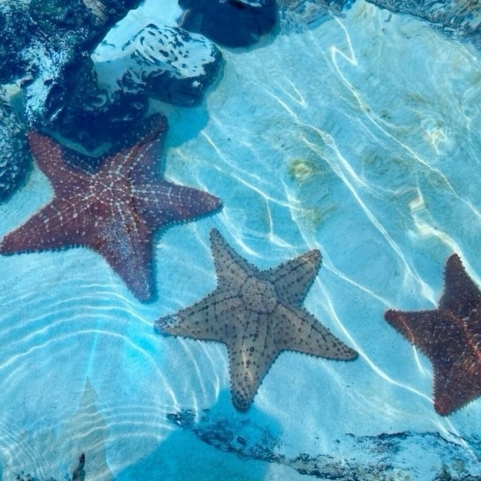 Foto do oceano com estrelas-do-mar